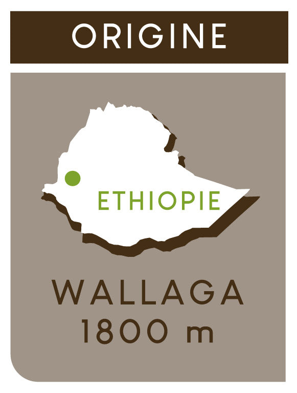 Origine Café d'éthiopie, Wallaga