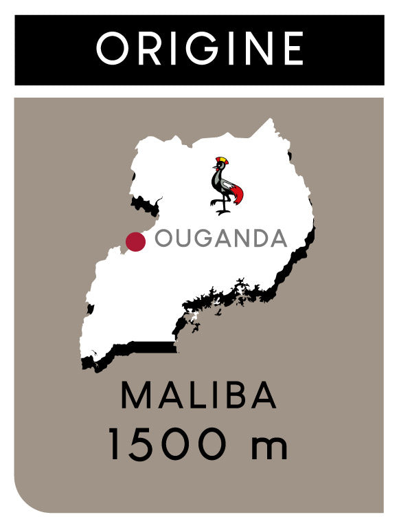 Origine Maliba en Ouganda